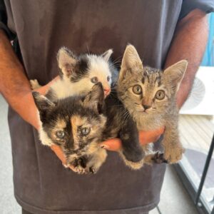 بچه‌گربه مادرشون فوت شده