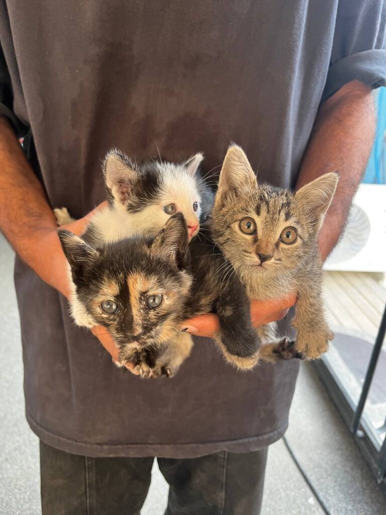 بچه‌گربه مادرشون فوت شده