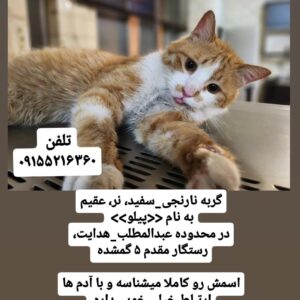 گربه گمشده به اسم پیلو و ۵ میلیون مژدگانی
