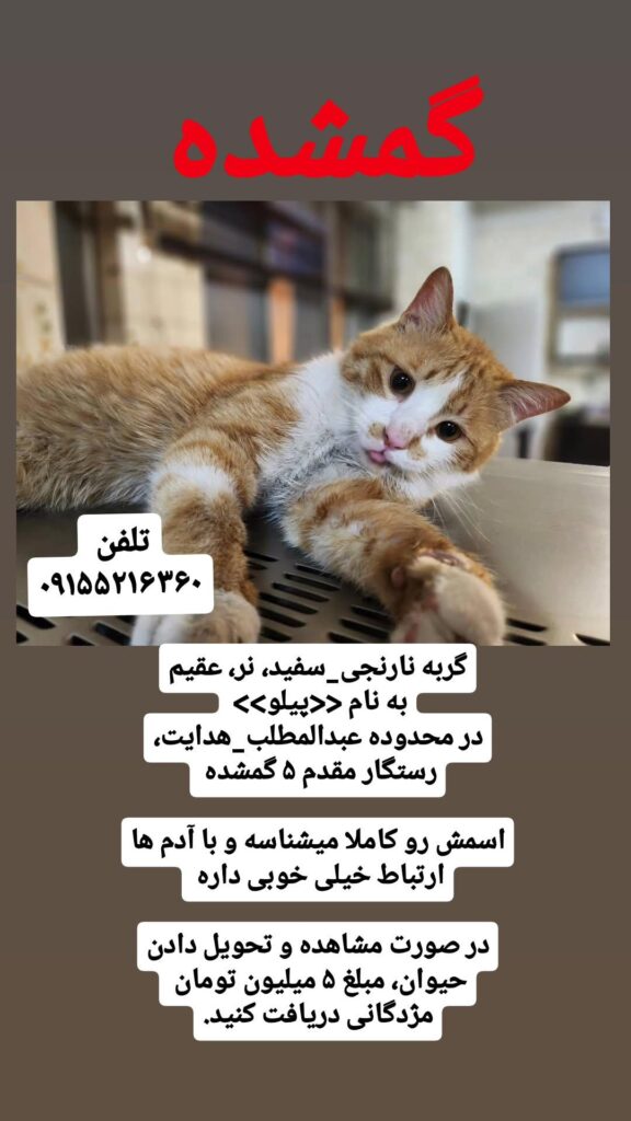 گربه گمشده به اسم پیلو و ۵ میلیون مژدگانی