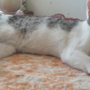 واگذاری بچه گربه دوماه