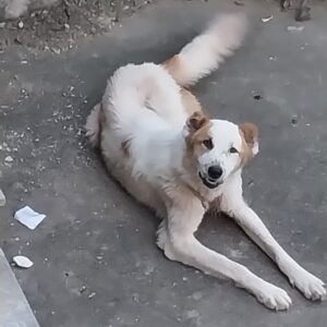 سگ سنگسری گم شده