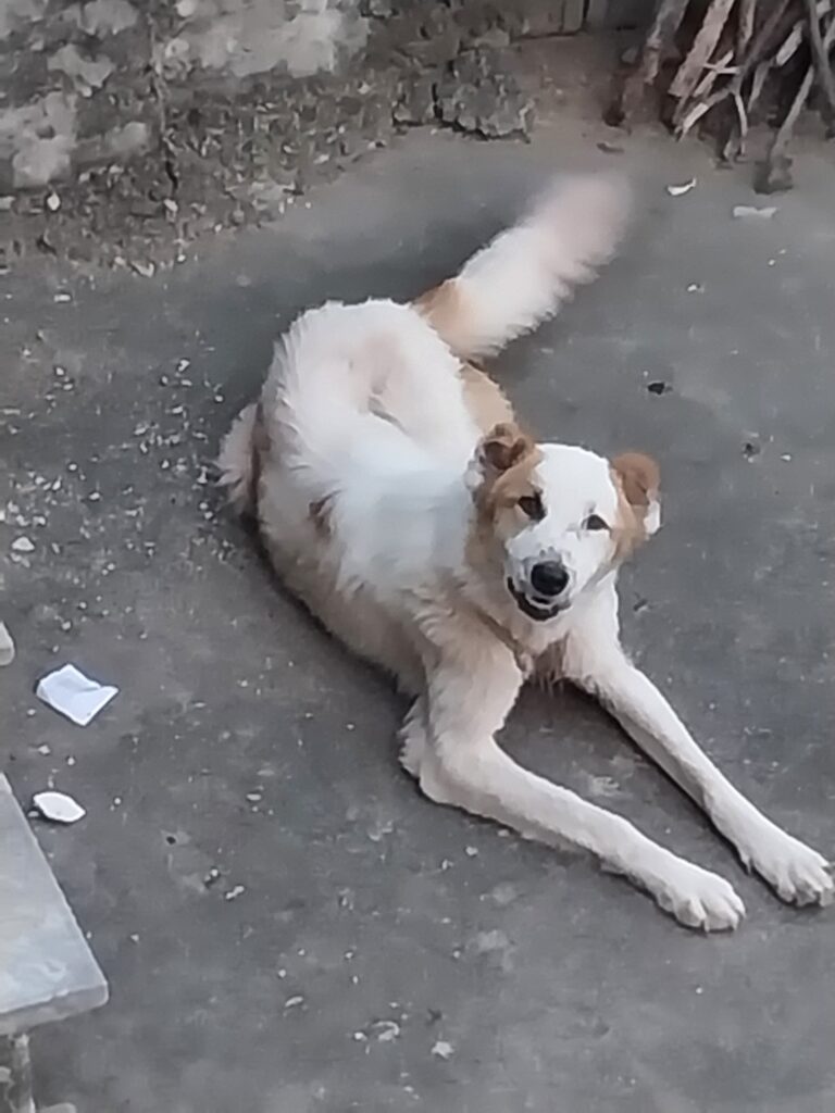 سگ سنگسری گم شده