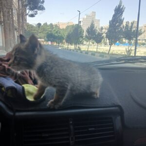 واگذاری رایگان بچه گربه Dsh ۳۰روز