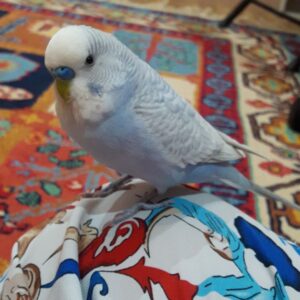 مرغ عشق نر گمشده