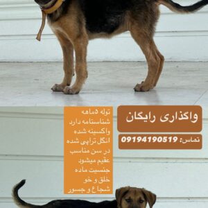 توله سگ شجاع و جسور