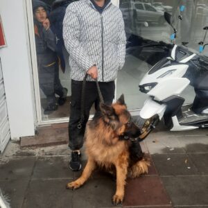 واگذاری سگژرمن شولاین کینگ