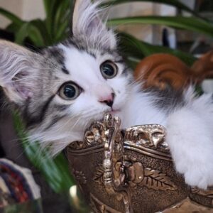 بچه گربه ناز و مهربون سفید مشکی مو بلند🐱
