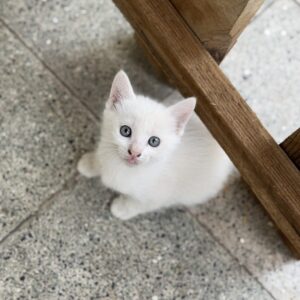 واگذاری بچه گربه