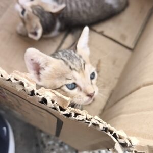 دو گربه پیدا شده در جعبه