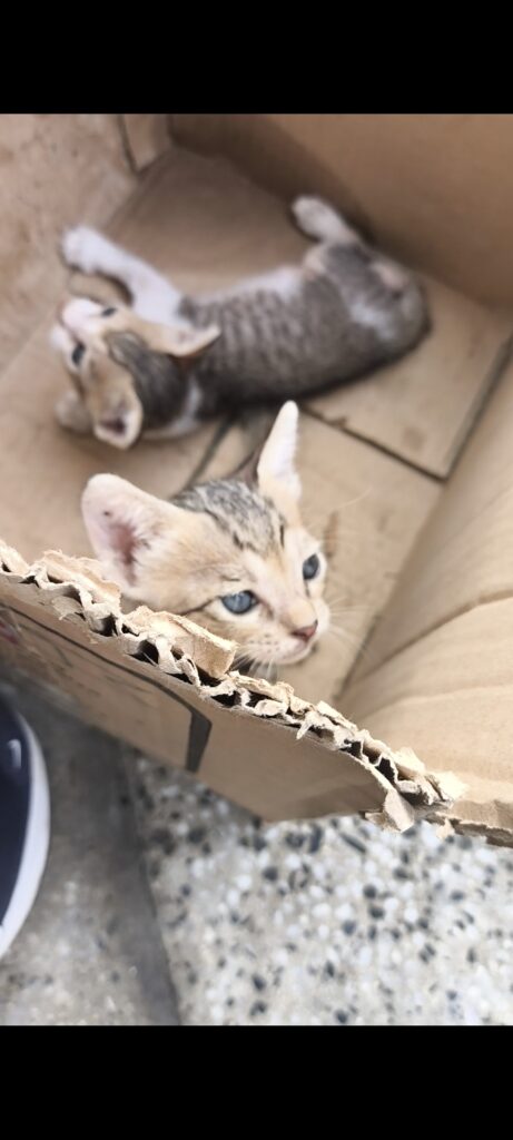دو گربه پیدا شده در جعبه