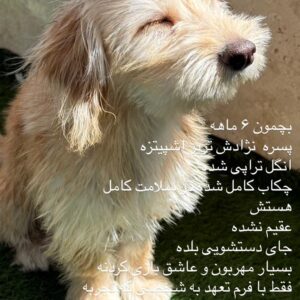 سگ شیتزوتریر