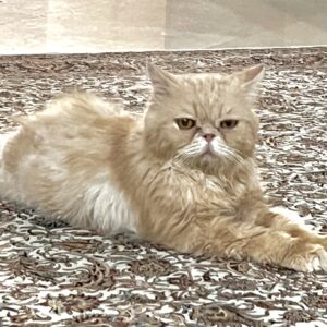 واگذاری گربه پرشین