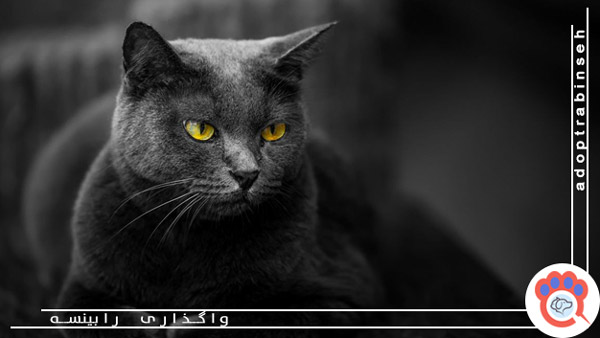 دلیل فعالیت بیشتر گربه‌ ها در شب