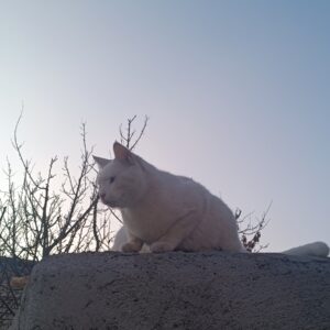 گمشده 3ماه پیش