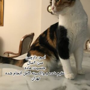 واگذاری گربه
