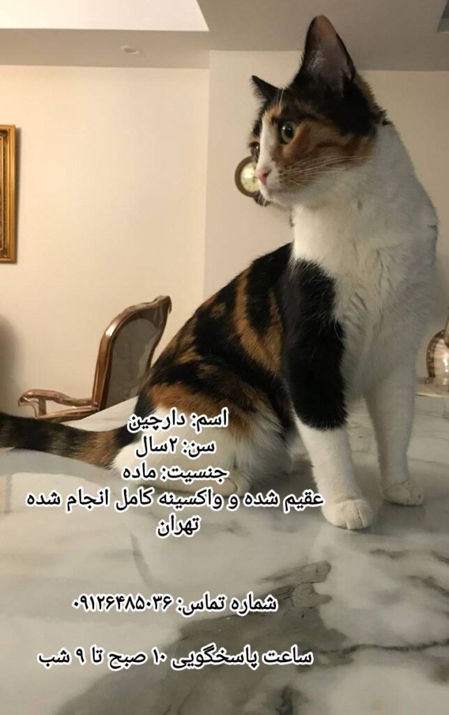 واگذاری گربه