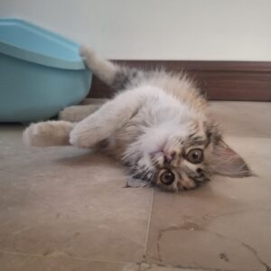 دختر مهربون و شیطون