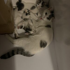 واگذاری بچه گربه