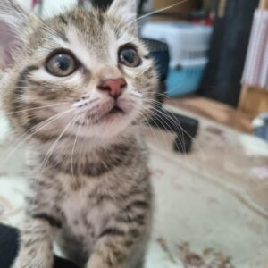 دوتا بچه گربه