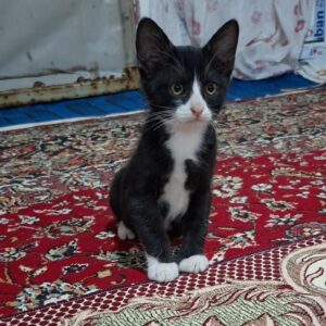 بچه گربه ناز ۱۱ هفته