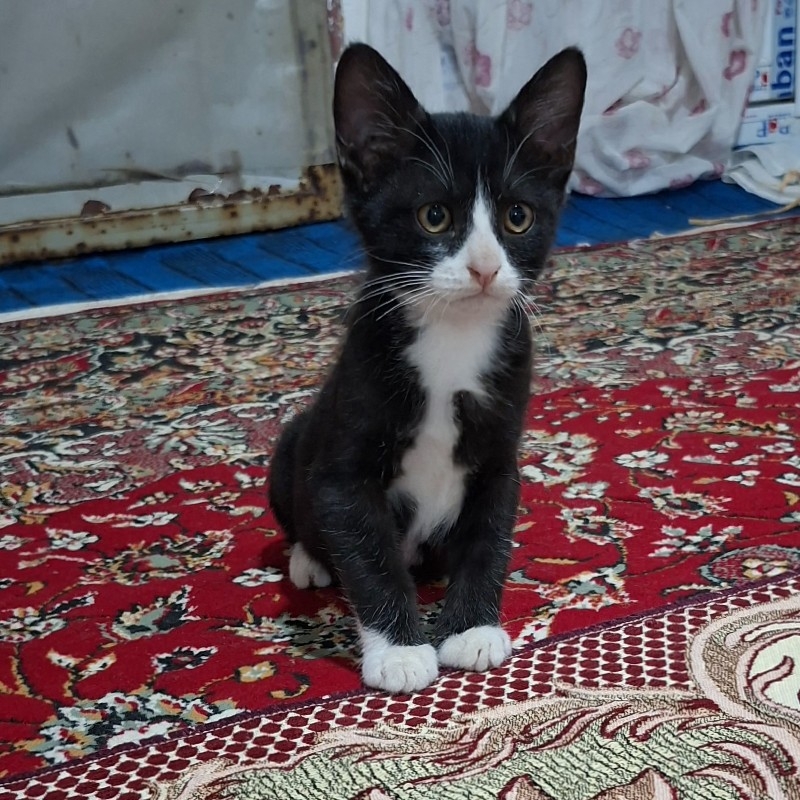 بچه گربه ناز ۱۱ هفته