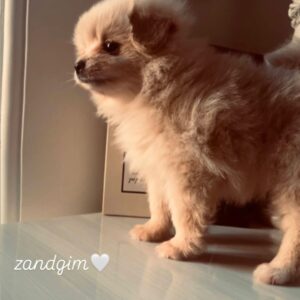 سگ پامرانین روباهی نر ،پنج شش ماهه و آموزش دیده