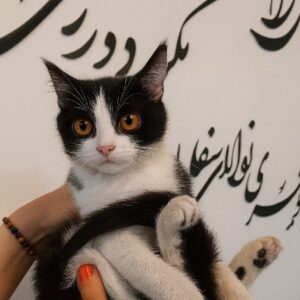 واگذاری لئو یه پسر ۳ ماهه ، کاملا سالم و خُرخُری