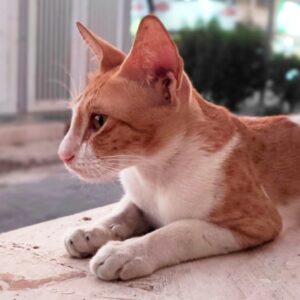 گربه سفید نارنجی مهربون و خرخری