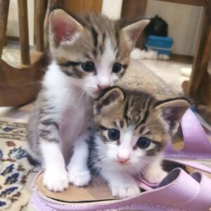 بچه گربه با ادب و مهربون