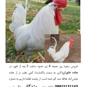 خروس سفید گمشده در جاده خاوران مژدگانی ۵ میلیون تومان