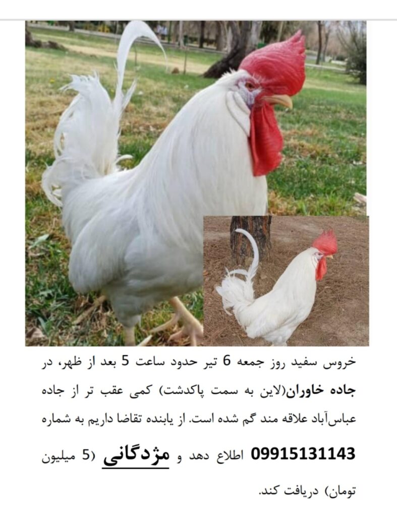 خروس سفید گمشده در جاده خاوران مژدگانی ۵ میلیون تومان
