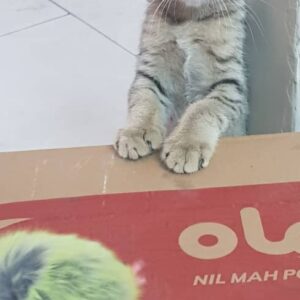 واگذاری گربه نر دو ماهه