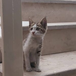 واگذاری  رایگان بچه گربه