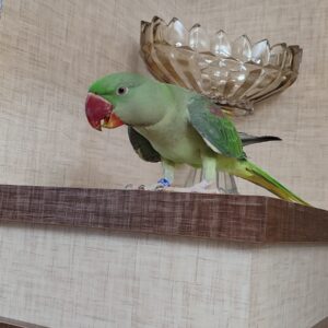 شاه طوطی گمشده