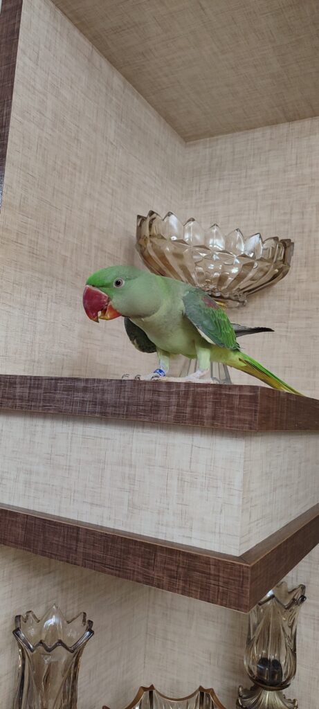 شاه طوطی گمشده