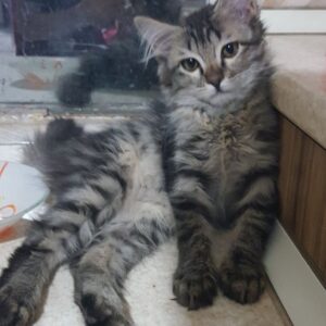 بچه گربه گمشده