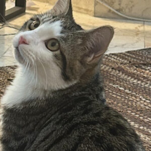 نی نی مهربون