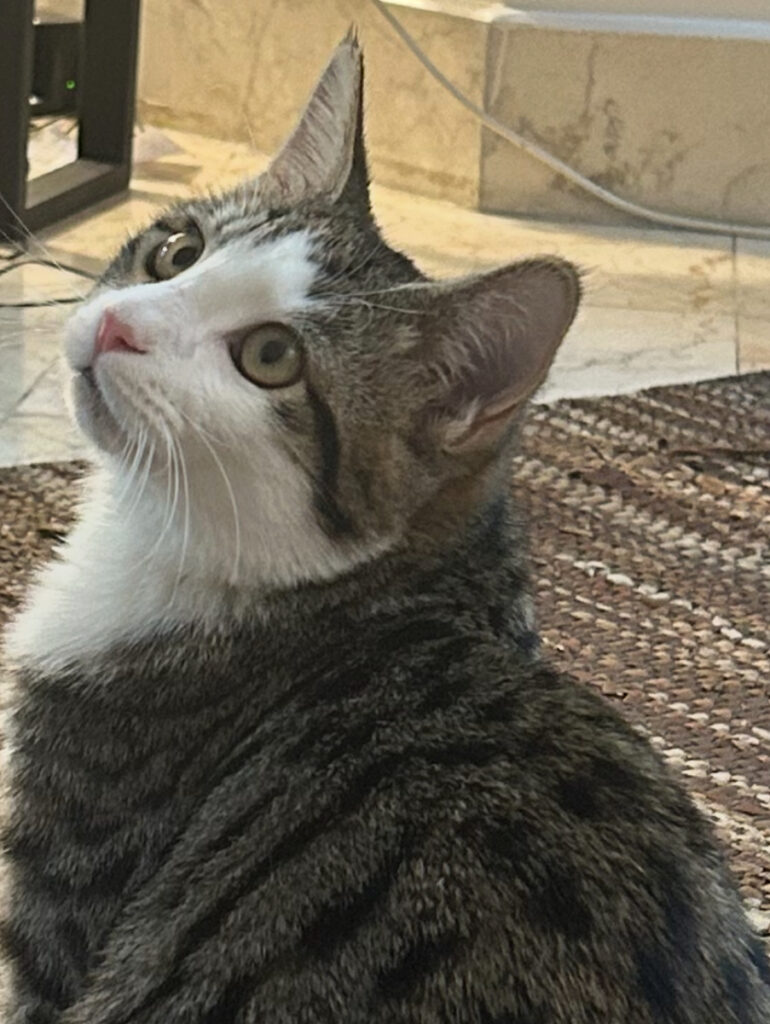 نی نی مهربون