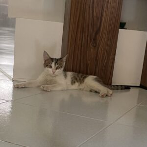 واگذاری گربه ۲ ماهه