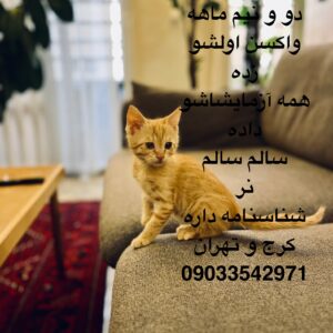 گربه نارنجی زیبا