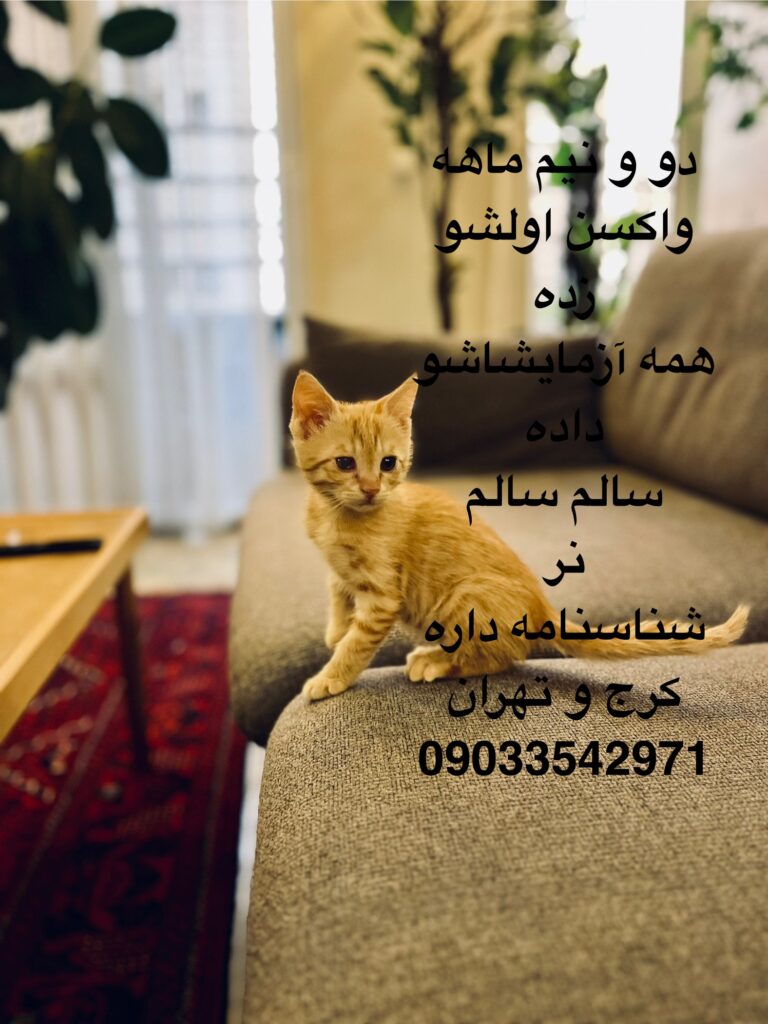 گربه نارنجی زیبا