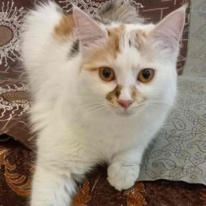 دُخملِ سه رنگ دو ساله