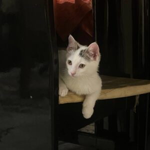 گربه Dsh تقریبا ۲ماهو نیمه