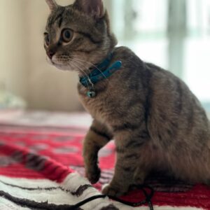 حیوان پیدا شده