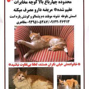گربه سفید طلایی مو بلند