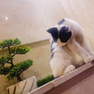 واگذاری  بچه گربه،