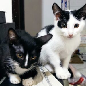 گربه tuxedo