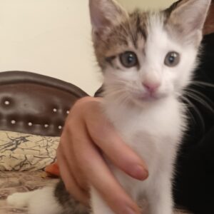 واگذاری رایگان بچه گربه
