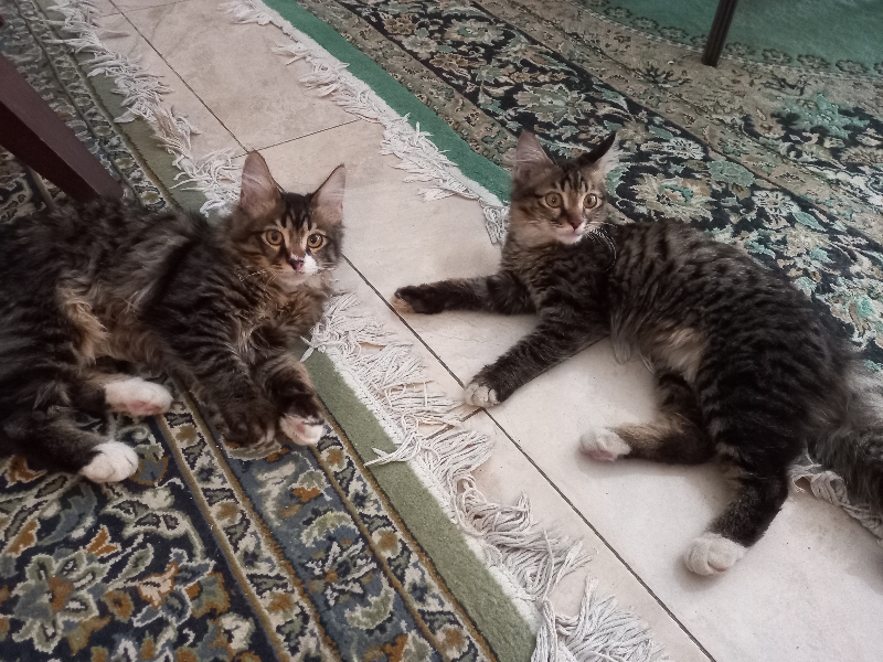 واگذاری گربه
